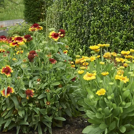 Jantscher 플래타취